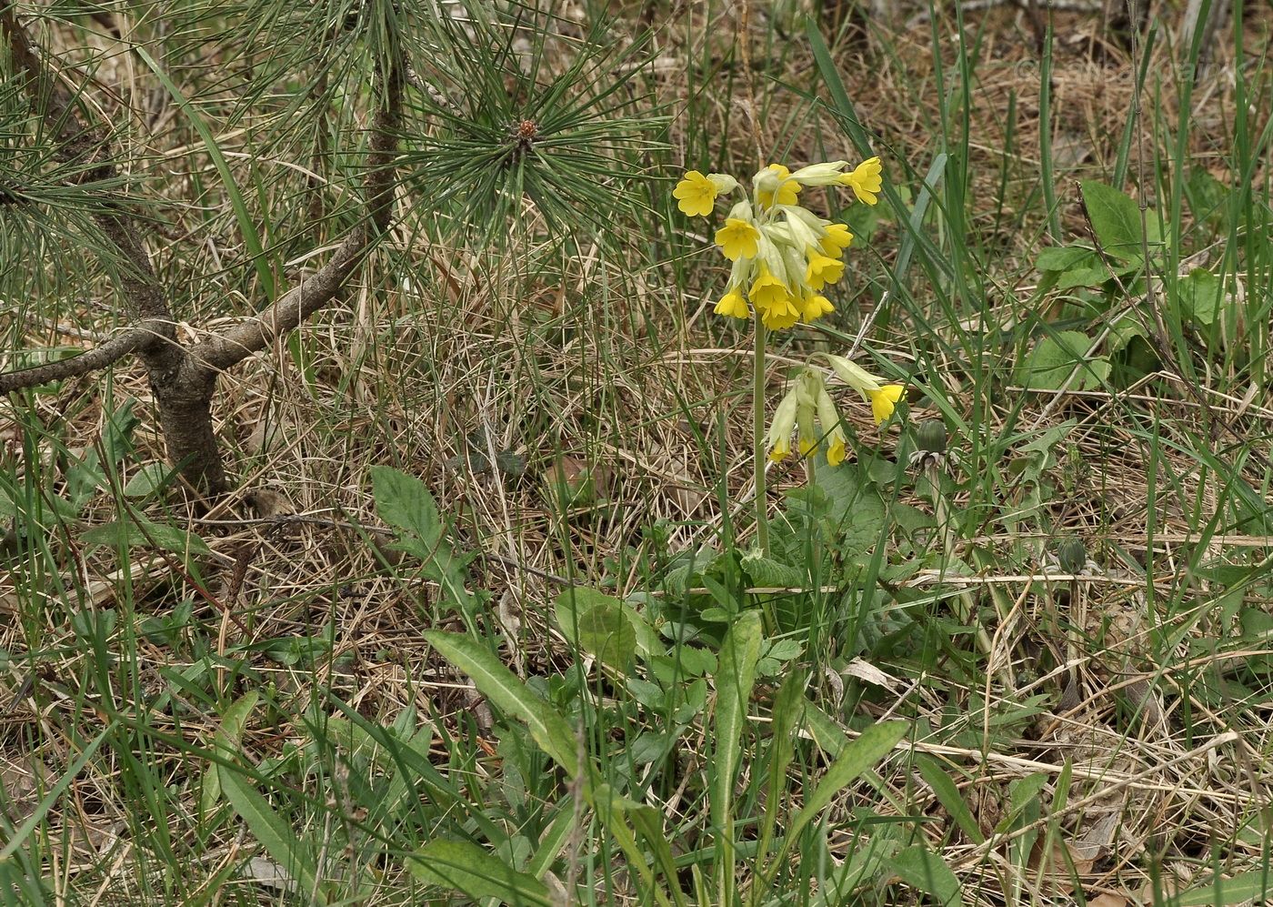 Изображение особи Primula macrocalyx.