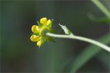 Geum urbanum