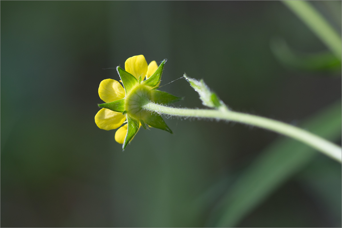 Изображение особи Geum urbanum.