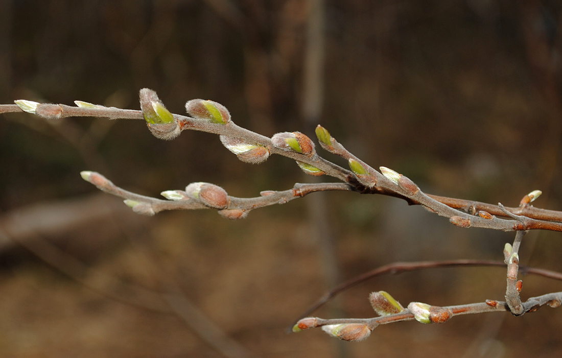 Изображение особи Salix borealis.