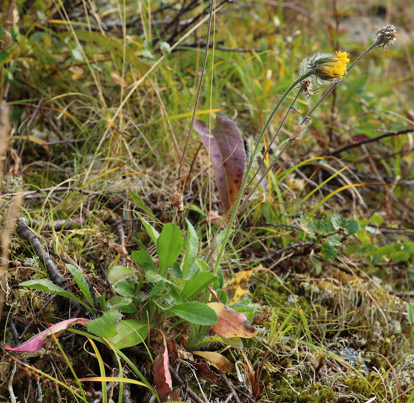 Image of Hieracium alpinum specimen.