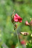 Lathyrus miniatus. Верхушка соцветия с цветком и бутонами. Турция, ил Артвин, р-н Юсуфели, 400 м ниже дер. Гюльпынар, выс. 1520 м н.у.м., обочина дороги со стороны обрыва. 13 июня 2026 г.