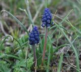 Muscari neglectum. Цветущее растение. Крым, гора Чатыр-Даг (нижнее плато). 01.05.2011.