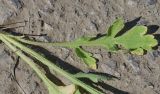 Papaver stevenianum