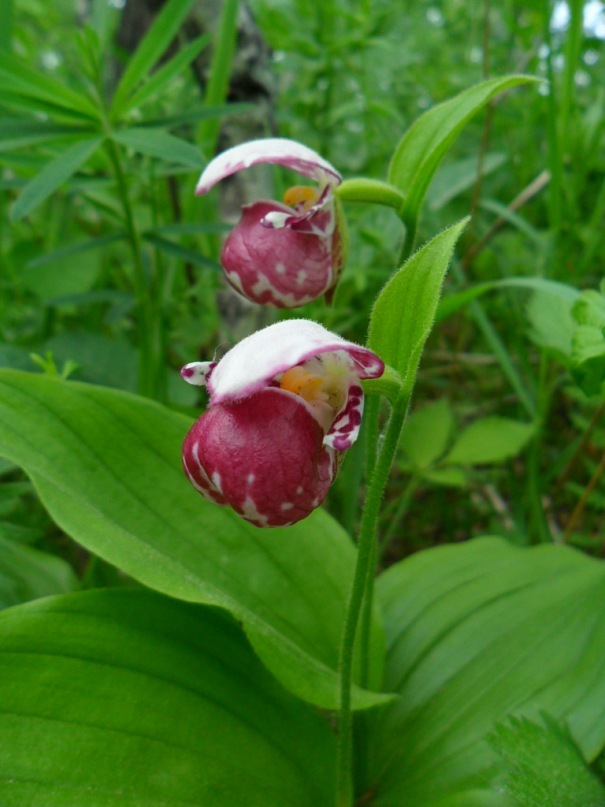 Image of Cypripedium guttatum specimen.