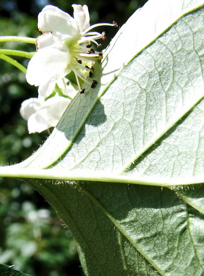 Изображение особи Crataegus dahurica.