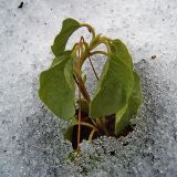 Orthilia secunda. Зимующее растение. Лесной массив \"Торф\". Окрестности г. Шумерля, Чувашия. 5 декабря 2006 г.