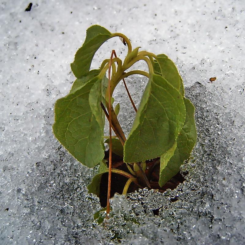 Image of Orthilia secunda specimen.