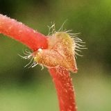 Waldsteinia subspecies maximowicziana