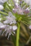 Allium nutans. Часть соцветия. Новосибирская обл., Искитимский р-н, окр. пос. Евсино, скальные обнажения на р. Шипунихе. 20 июля 2011 г.