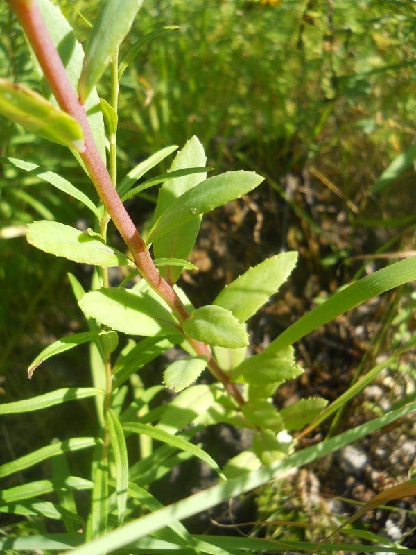 Изображение особи Hylotelephium triphyllum.