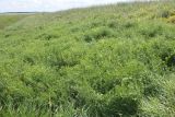 Vicia tenuifolia. Пятно доминирования горошка в луговой степи. Белгородская обл., окр. пос. Борисовка, ур. Острасьев яр. 08.07.2011.