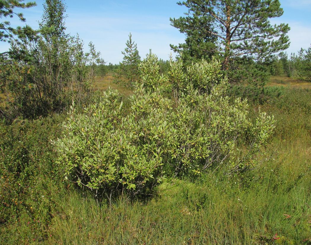Image of Salix &times; laurina specimen.