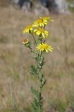 Senecio tauricus