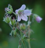 Geranium sylvaticum. Соцветие. Московская обл., Раменский р-н, окр. дер. Хрипань, луг. 01.06.2002.