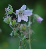 Geranium sylvaticum