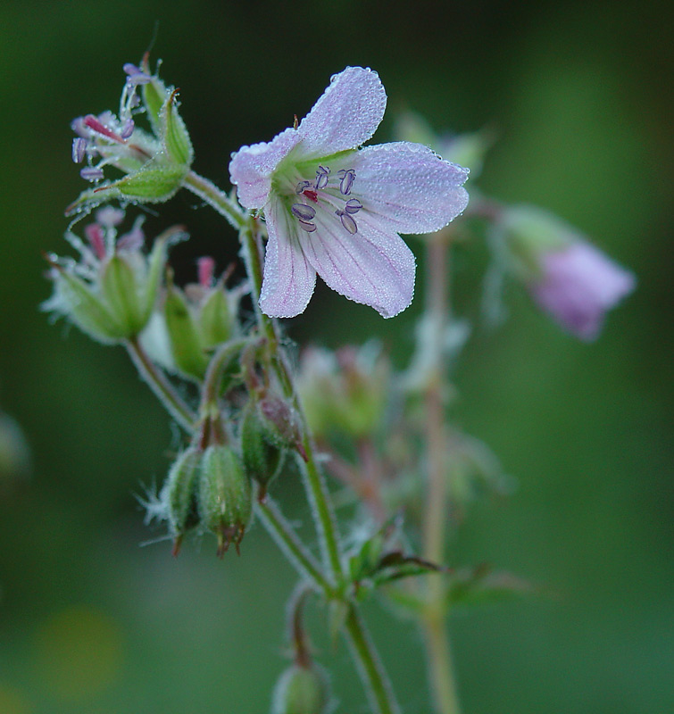 Изображение особи Geranium sylvaticum.