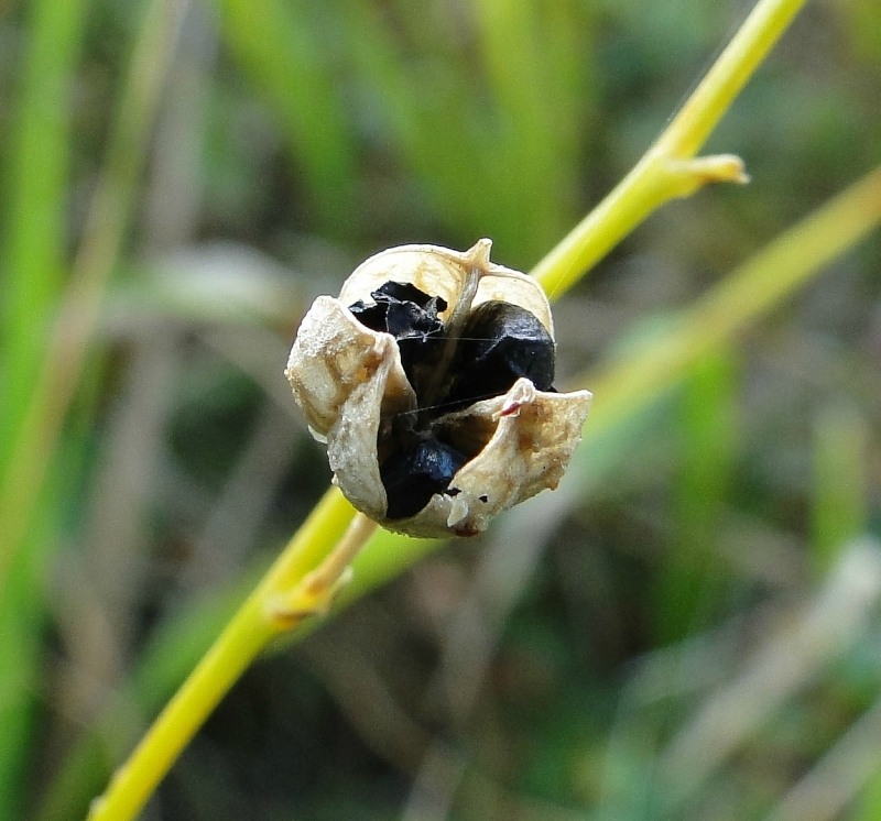 Изображение особи Anthericum ramosum.