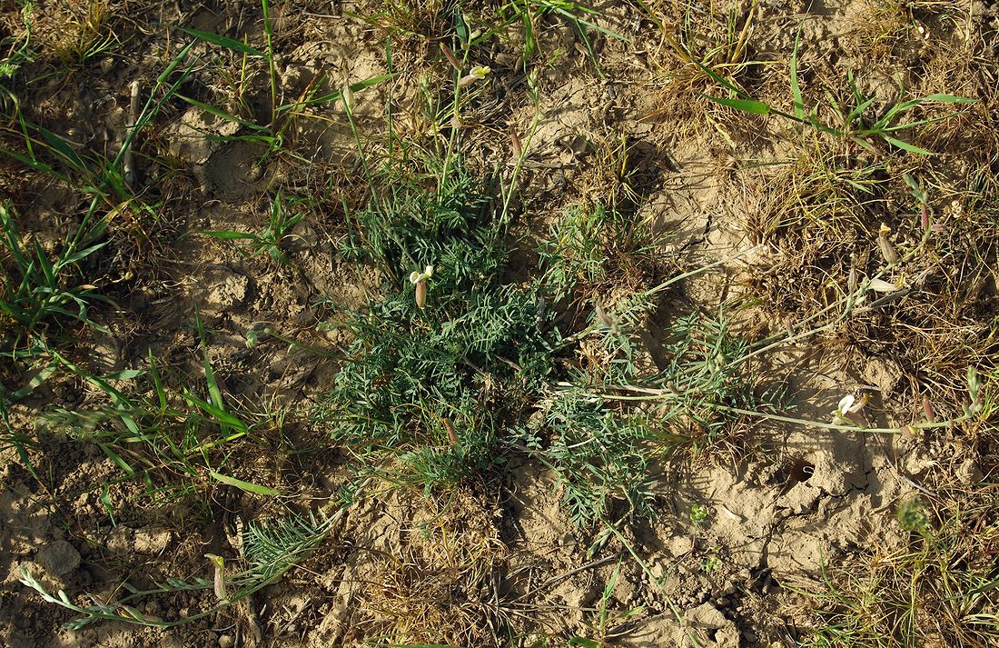 Image of genus Astragalus specimen.