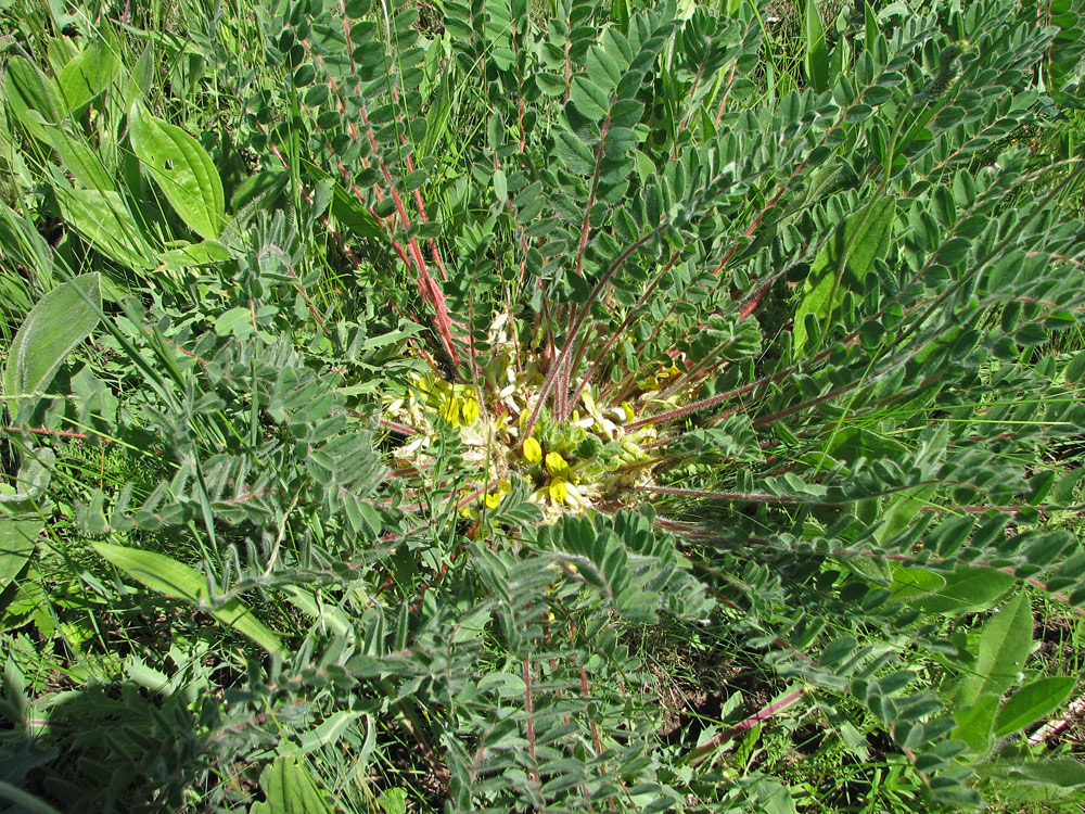 Image of Astragalus pubiflorus specimen.