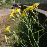 Crepis tectorum