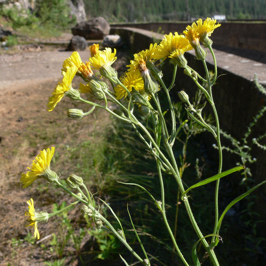 Изображение особи Crepis tectorum.