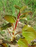 Populus tremula