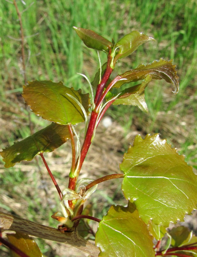 Изображение особи Populus tremula.