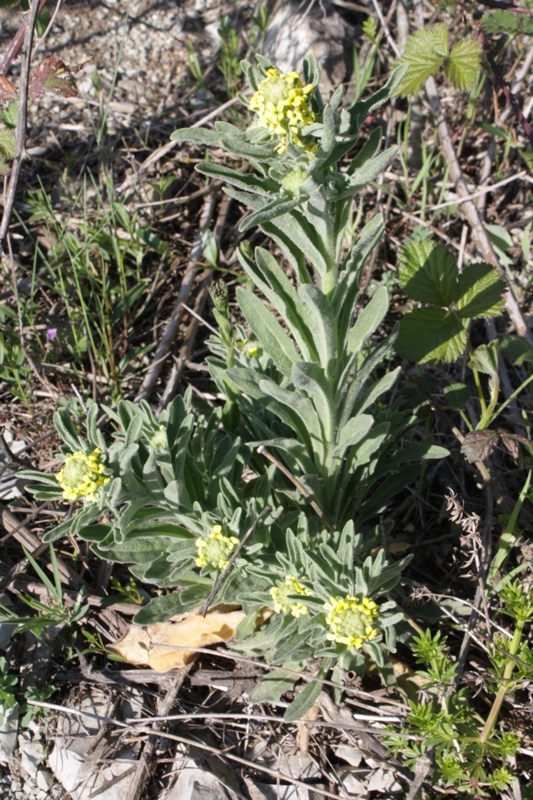 Image of Fibigia eriocarpa specimen.