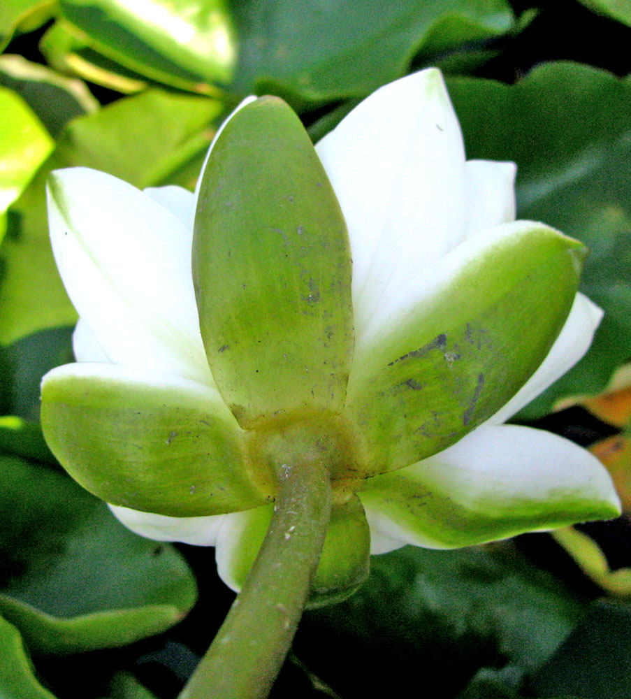 Image of Nymphaea alba specimen.