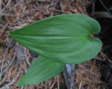 Maianthemum bifolium