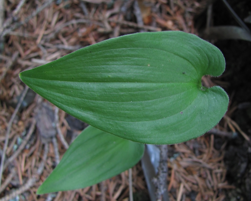 Изображение особи Maianthemum bifolium.