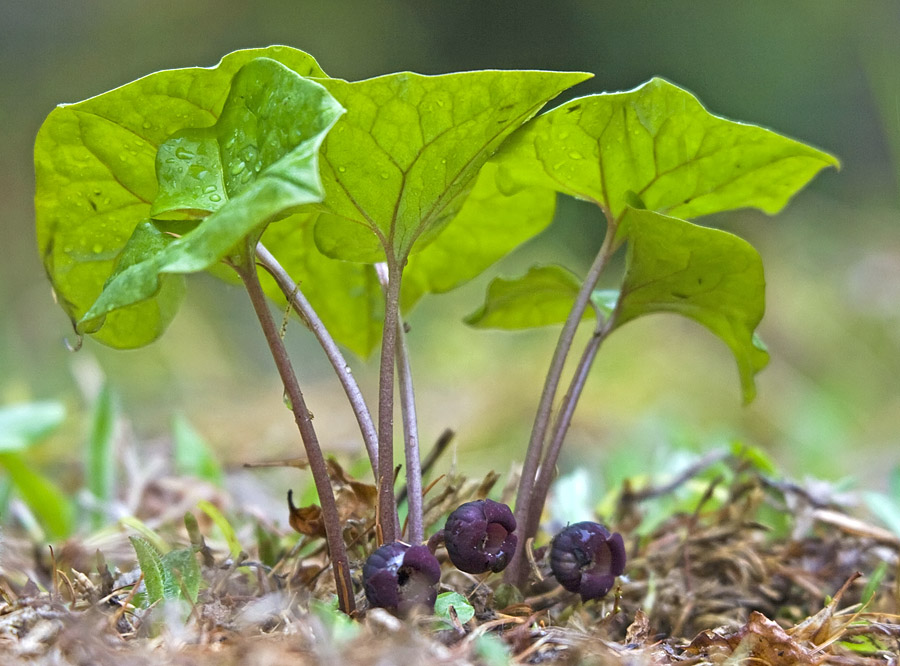 Изображение особи Asarum heterotropoides.