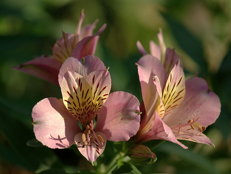 Image of genus Alstroemeria specimen.