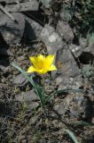 Tulipa kolpakowskiana