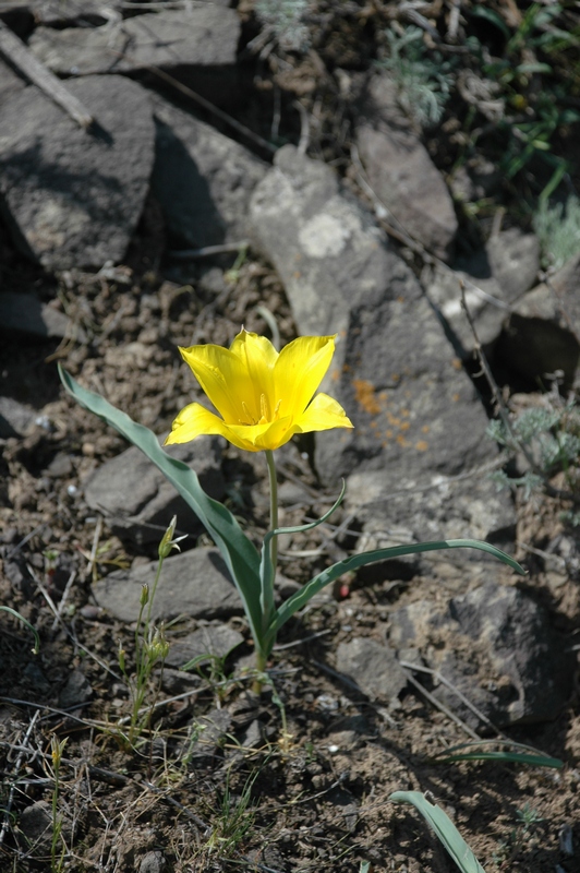 Изображение особи Tulipa kolpakowskiana.