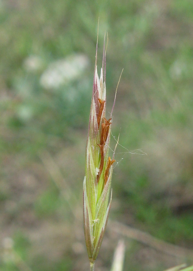 Image of Bromopsis cappadocica specimen.