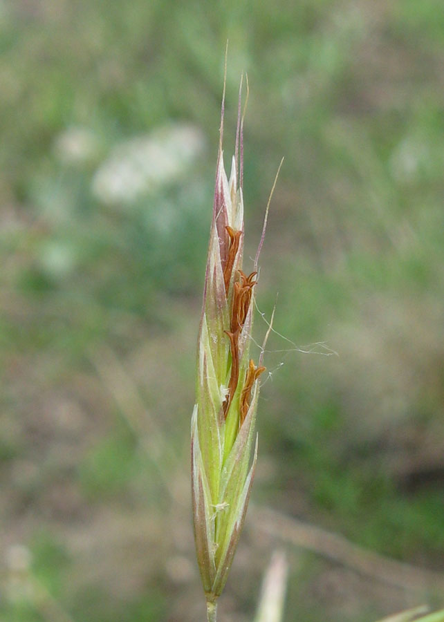 Изображение особи Bromopsis cappadocica.