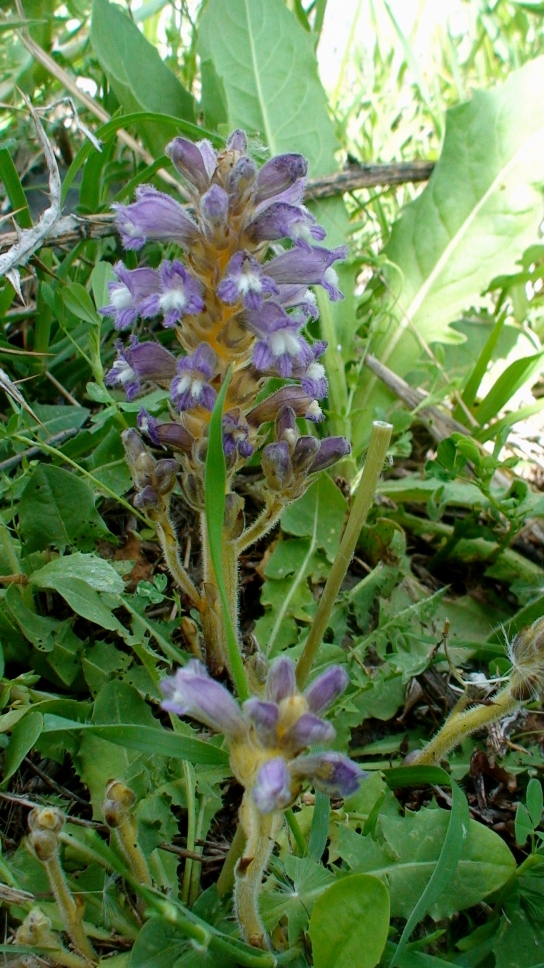 Image of Phelipanche mutelii specimen.