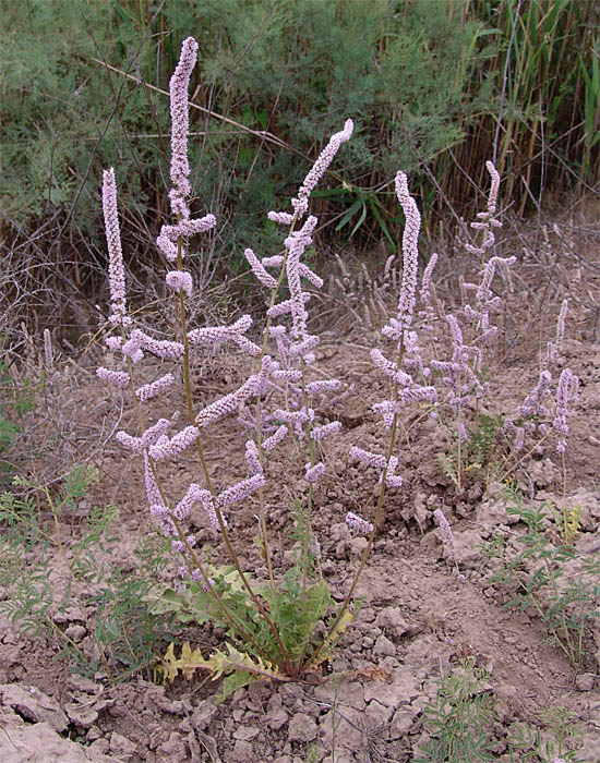 Изображение особи Psylliostachys spicata.