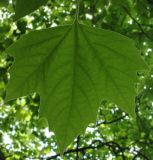 Platanus &times; acerifolia