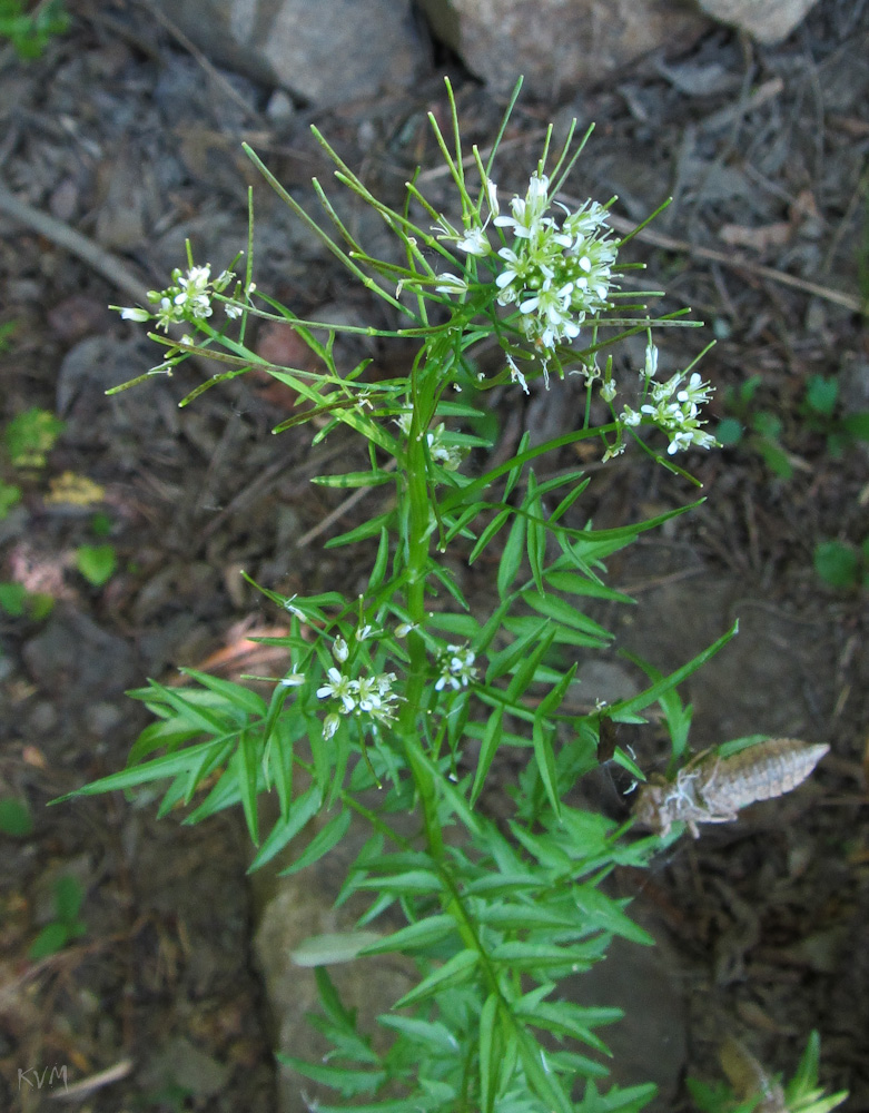 Изображение особи Cardamine impatiens.