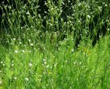 Gypsophila scorzonerifolia