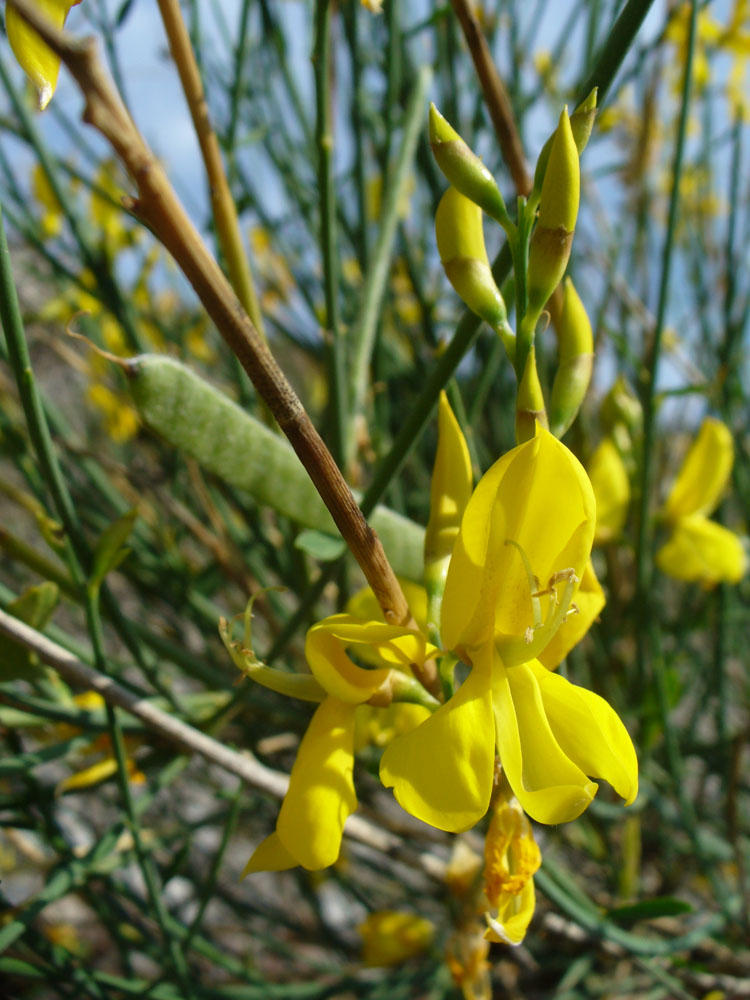 Image of Spartium junceum specimen.