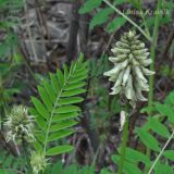 Astragalus uliginosus. Соцветия и лист. Приморский край, Уссурийский гор. округ, окр. с. Монакино. 17.06.2012.