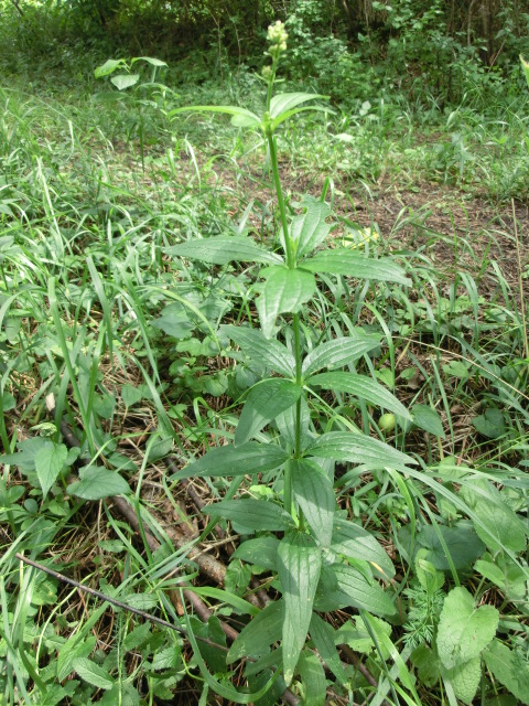 Image of Galium rubioides specimen.