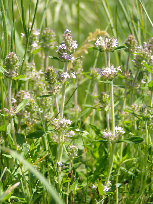 Изображение особи Thymus marschallianus.