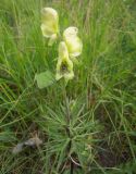 Aconitum confertiflorum. Верхушка цветущего растения. Кабардино-Балкария, урочище Джилы-Су, 2400 м н.у.м. 29.07.2012.