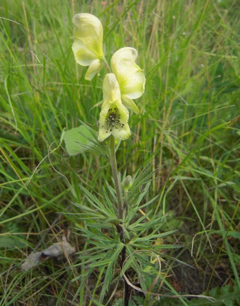Изображение особи Aconitum confertiflorum.