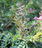 Indigofera heterantha